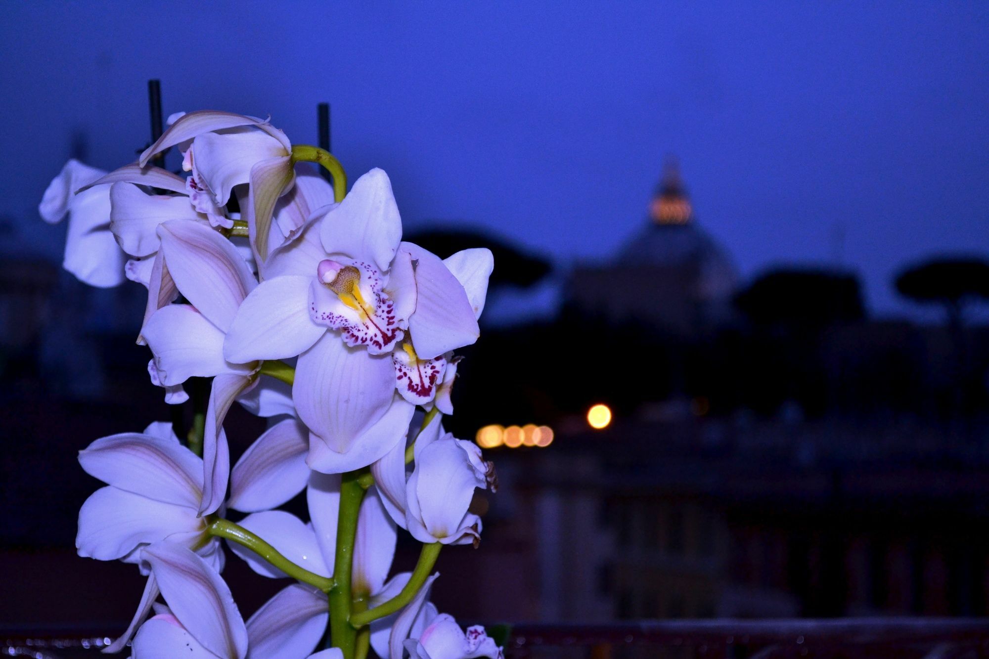 Notti Al Vaticano Deluxe St.peter's Rom